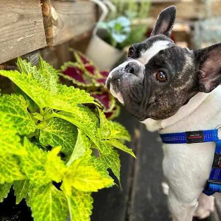 Das Hostel Rijeka Hostel *