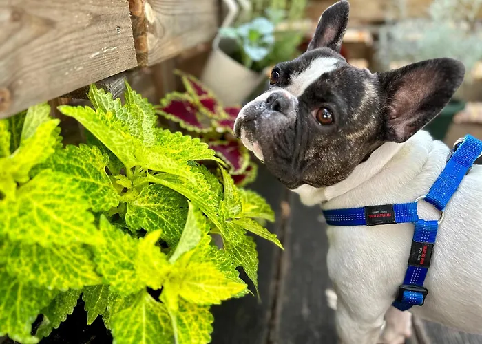 Das Hostel Rijeka Hostel *